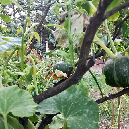 Ξενοδοχείο με διαμερίσματα Amica 3*