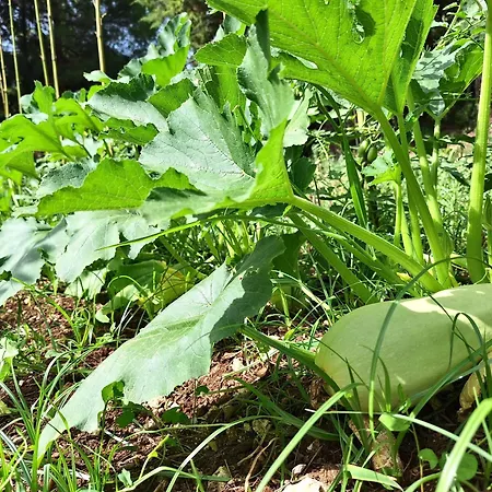 Amica Ξενοδοχείο με διαμερίσματα Βιέστε