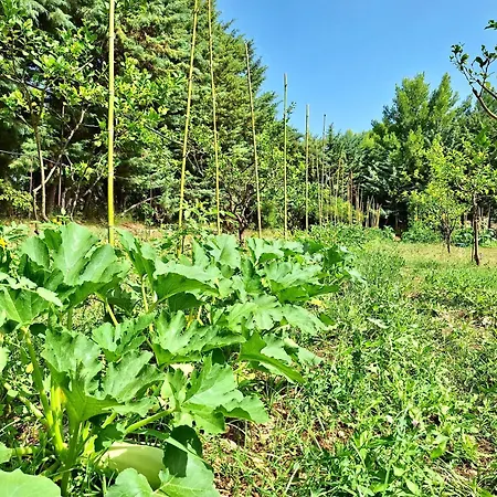 Amica شقة فندقية