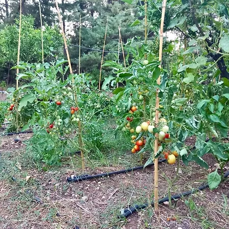 Aparthotel Amica Vieste