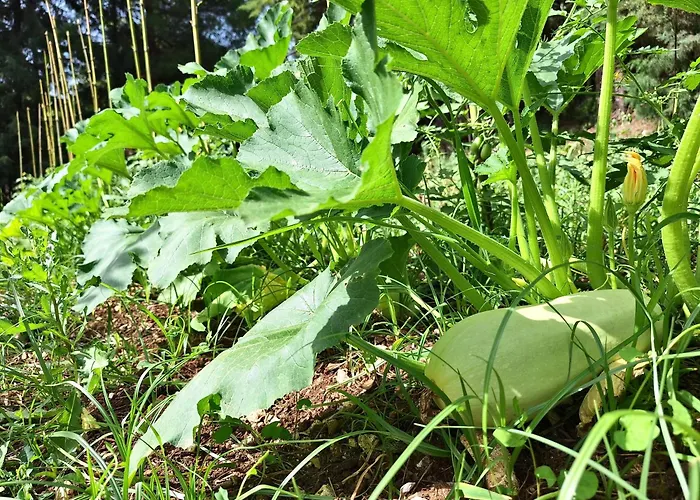 Amica Aparthotel Vieste